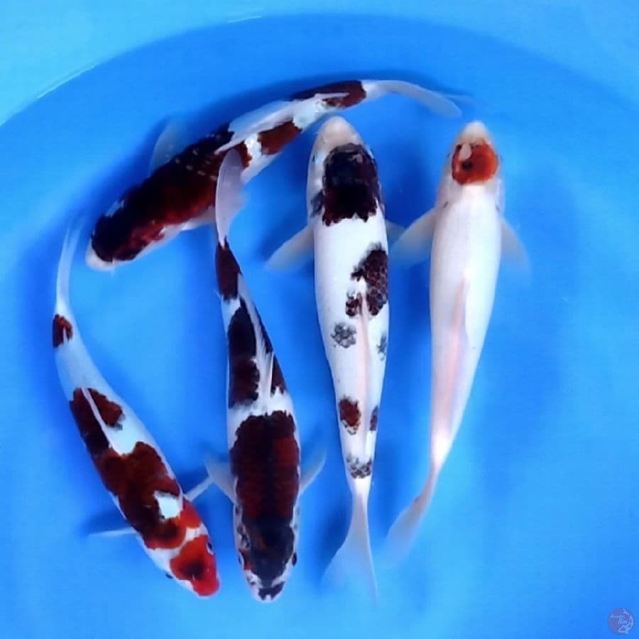Goromo 27 - 30CM