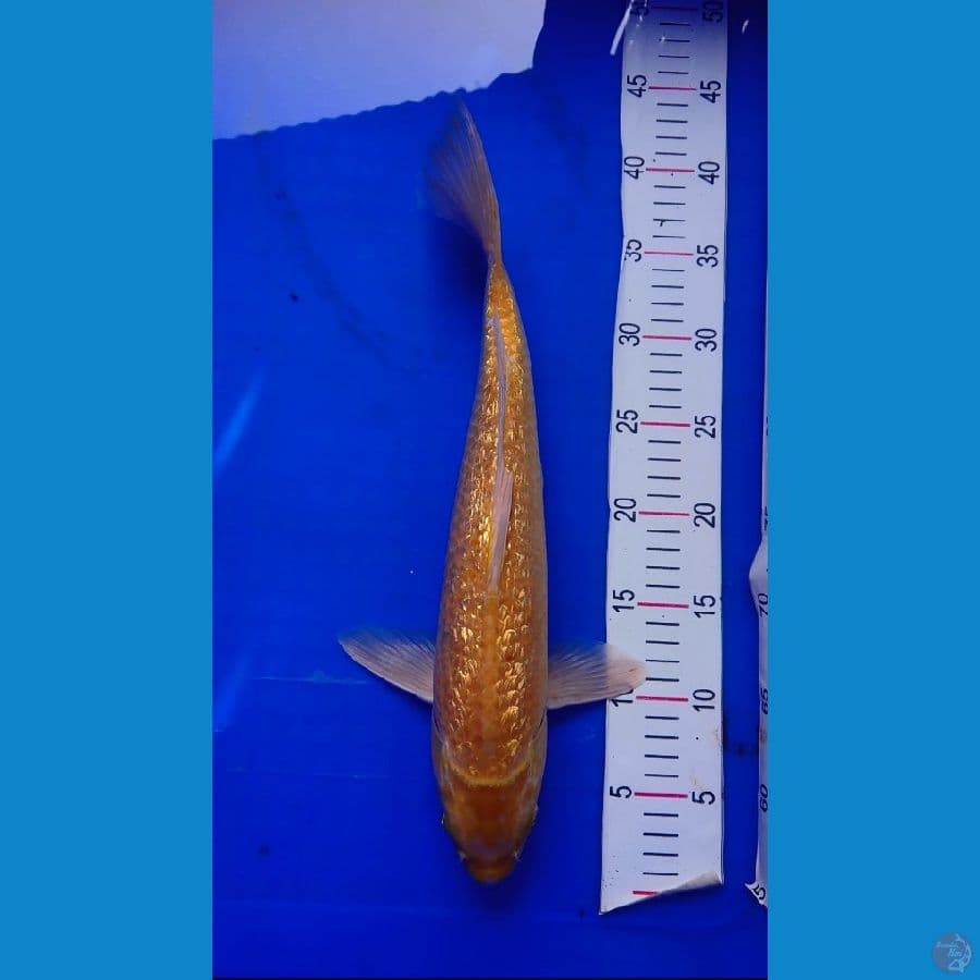 ogon yamabukiginrin padat 40cm
