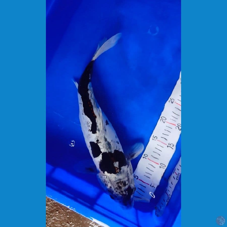 kiko 40 cm