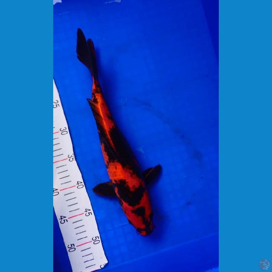 utsuri tembusperut 35 cm