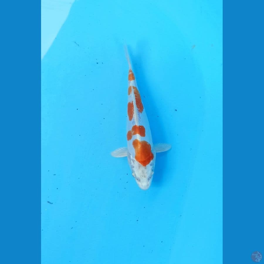 Kikushui 16cm