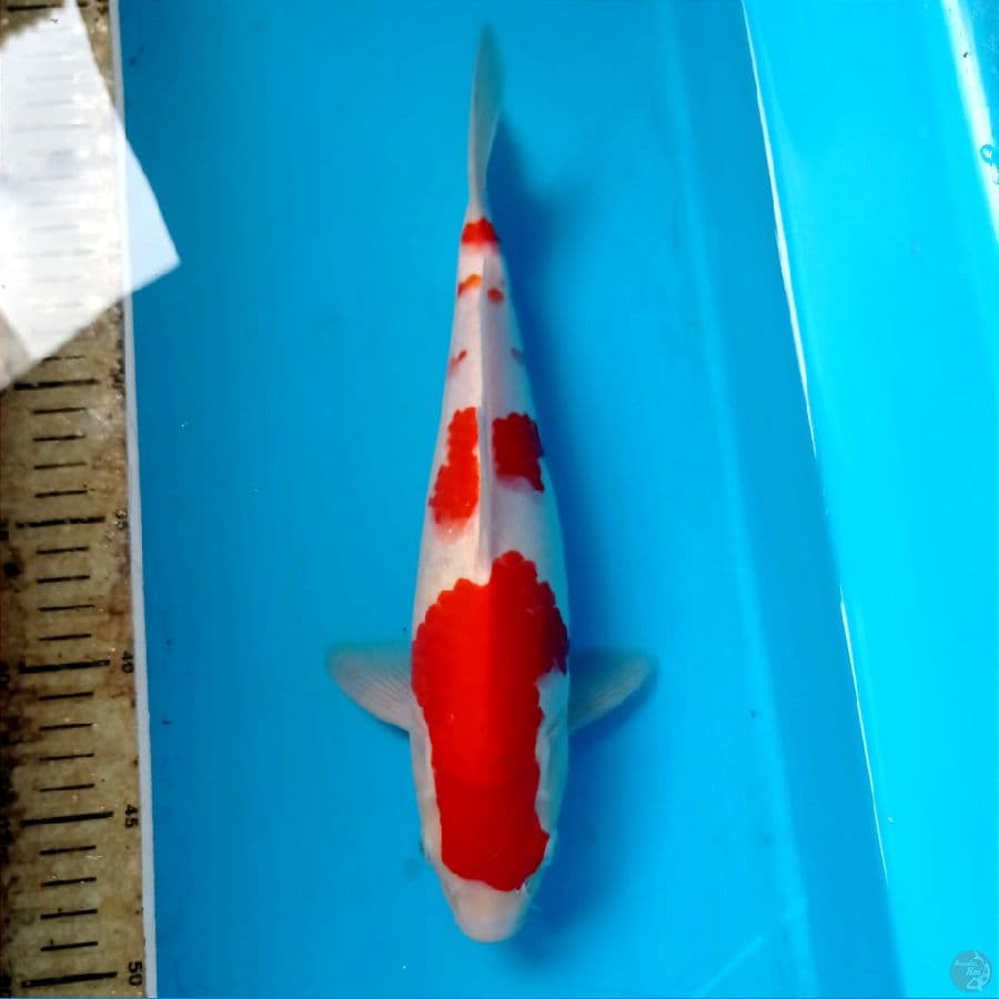kohaku, 30 cm