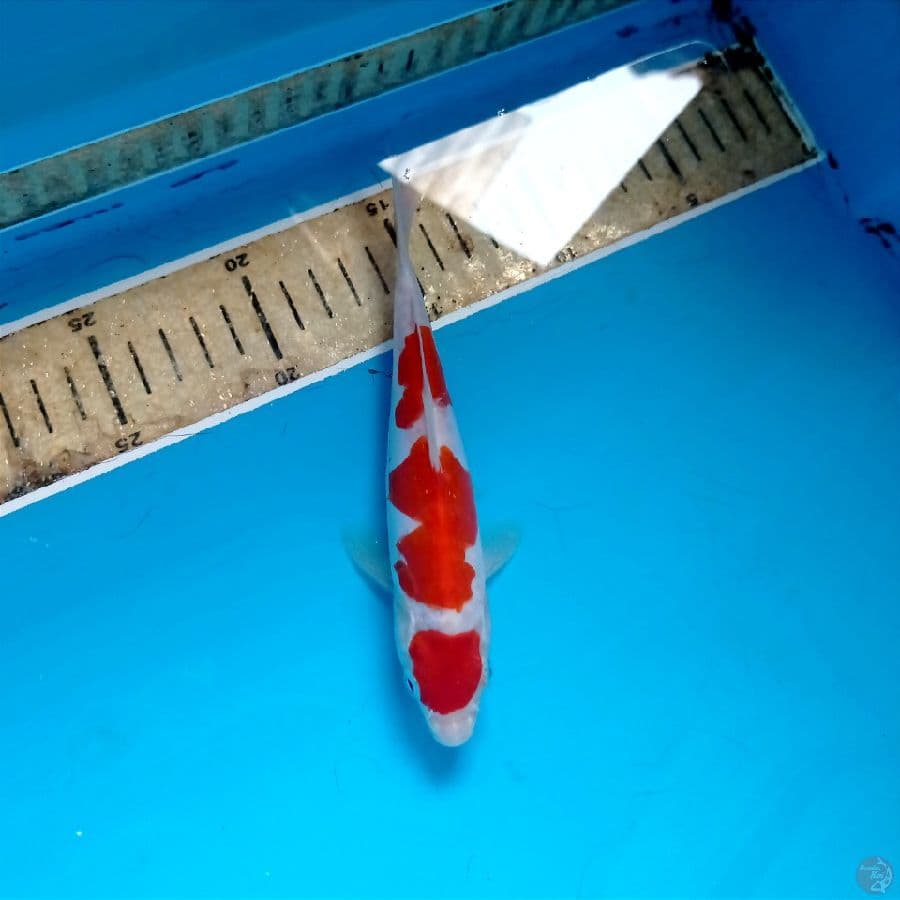 kohaku doitsu, 17 cm