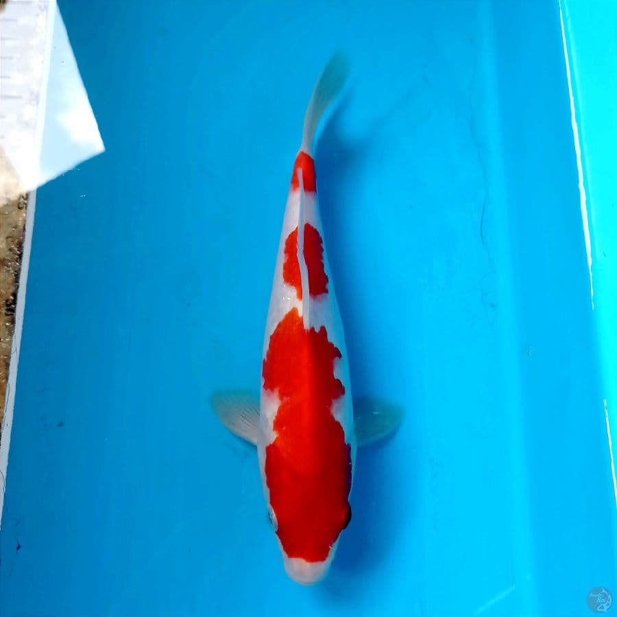 kohaku, 21 cm