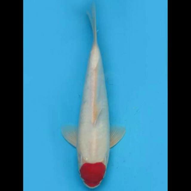 33cm Male - Red Tancho Kohaku Original