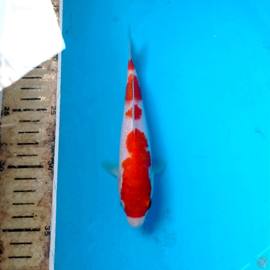 kohaku, 16 cm