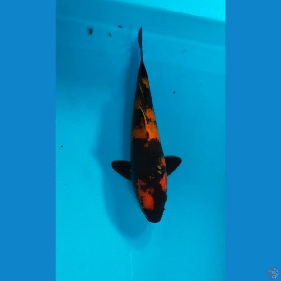hiu 20cm