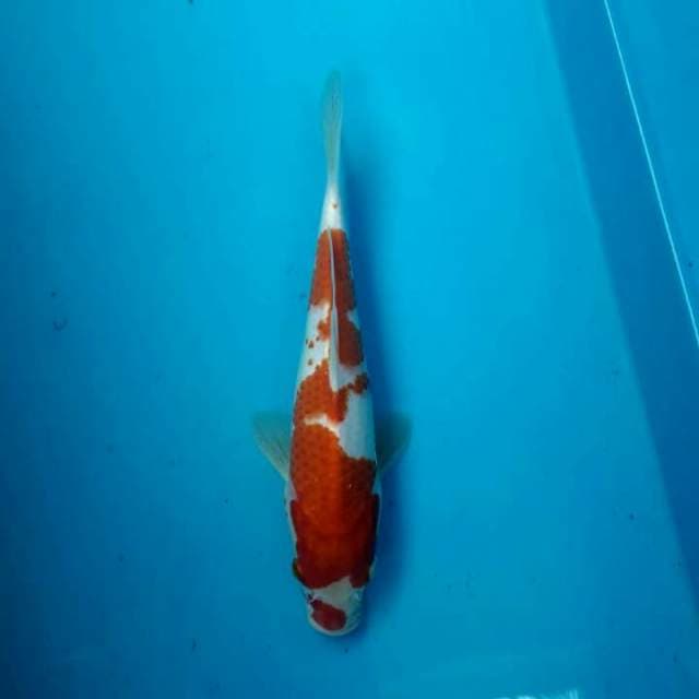 Kohaku