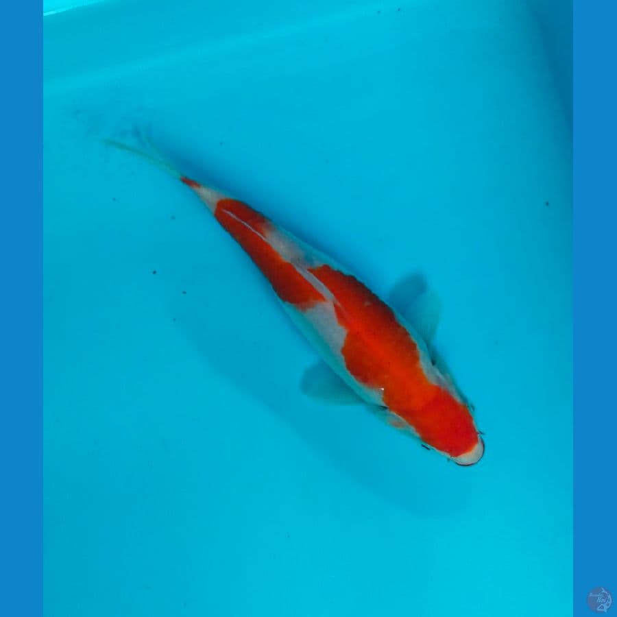 kohaku 19cm