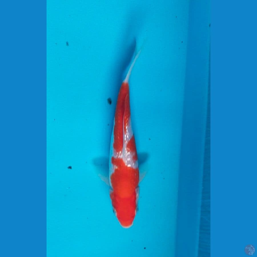 kohaku ginrin 15cm