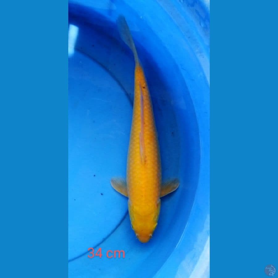 karashi mata merah 34 cm