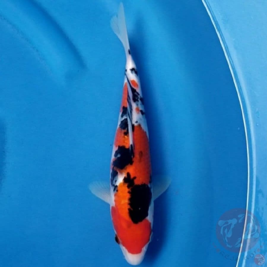 SANKE 28 CM
