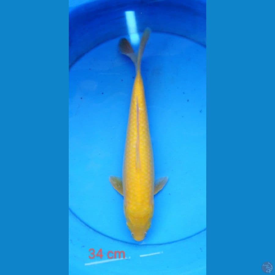 karashi mata merah 34 cm