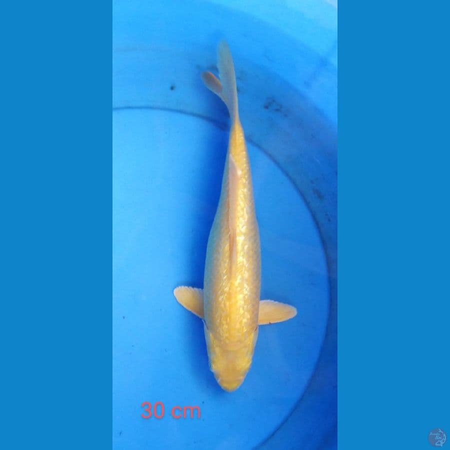 karashi ginrin 30 cm red eye