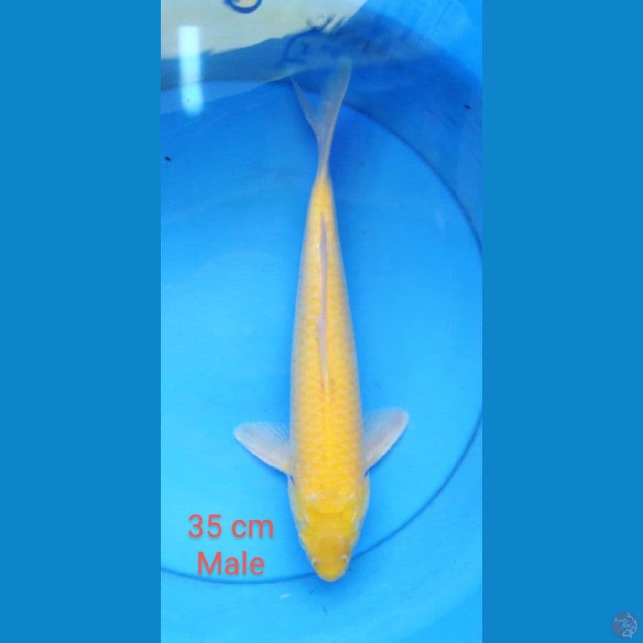karashi jantan mata merah 35 cm