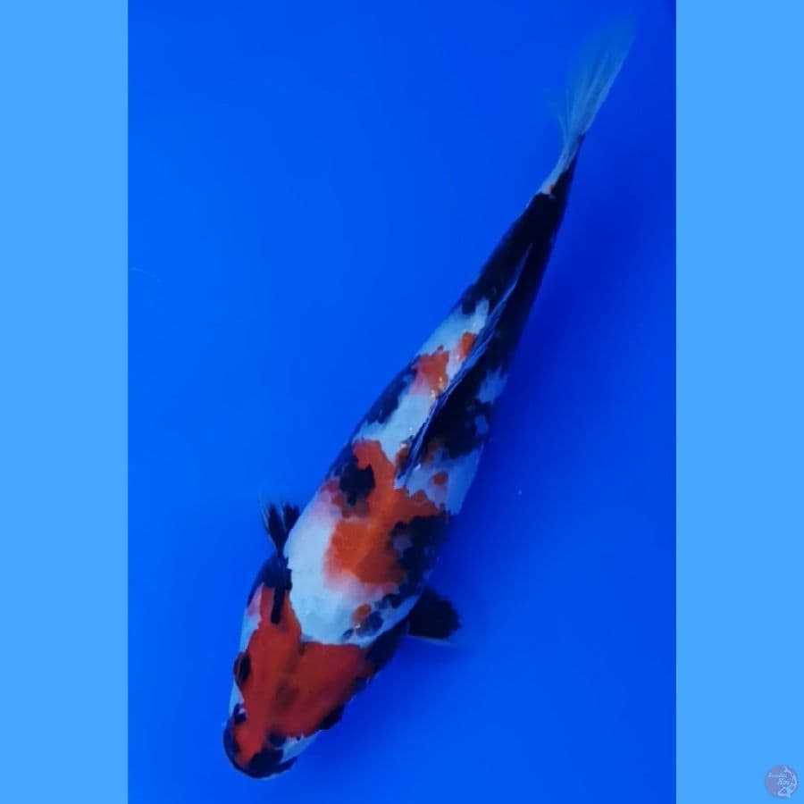 showa 24 cm