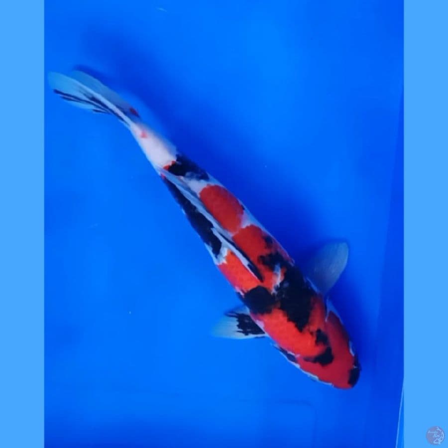 showa 32 cm