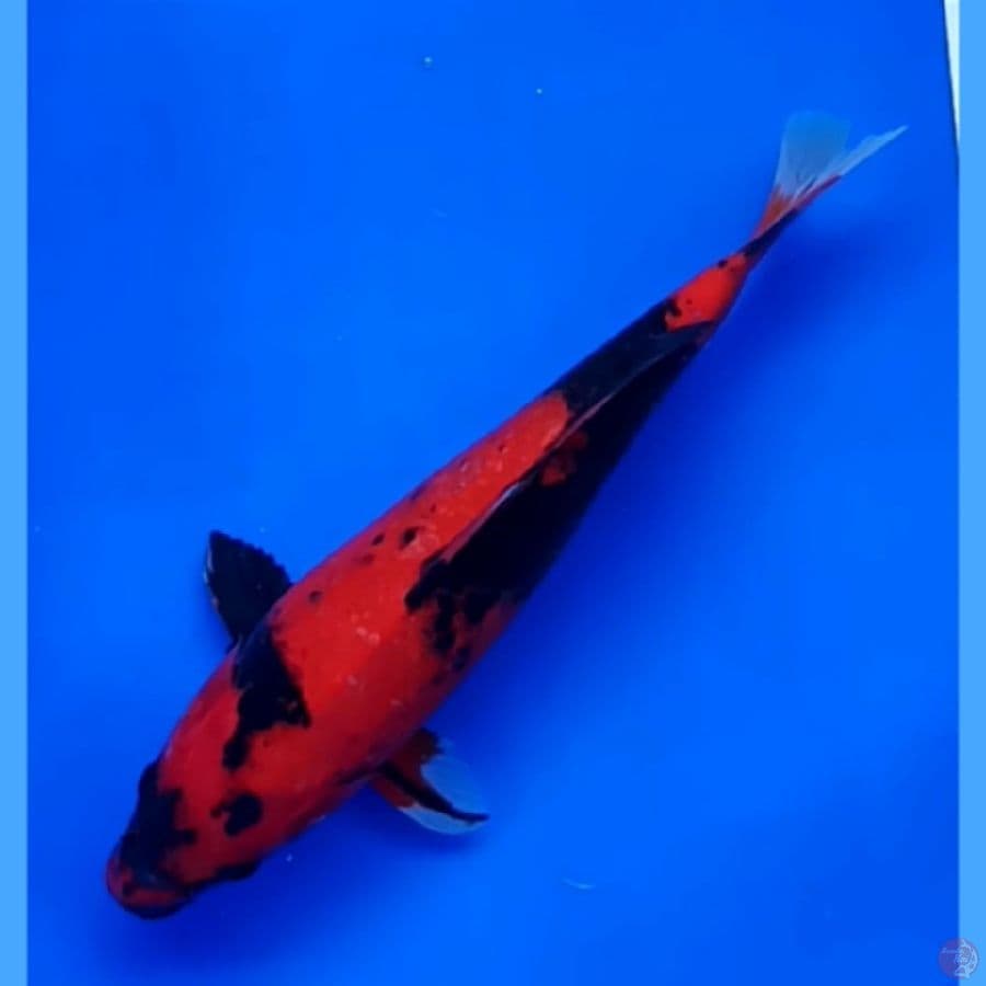 29 cm