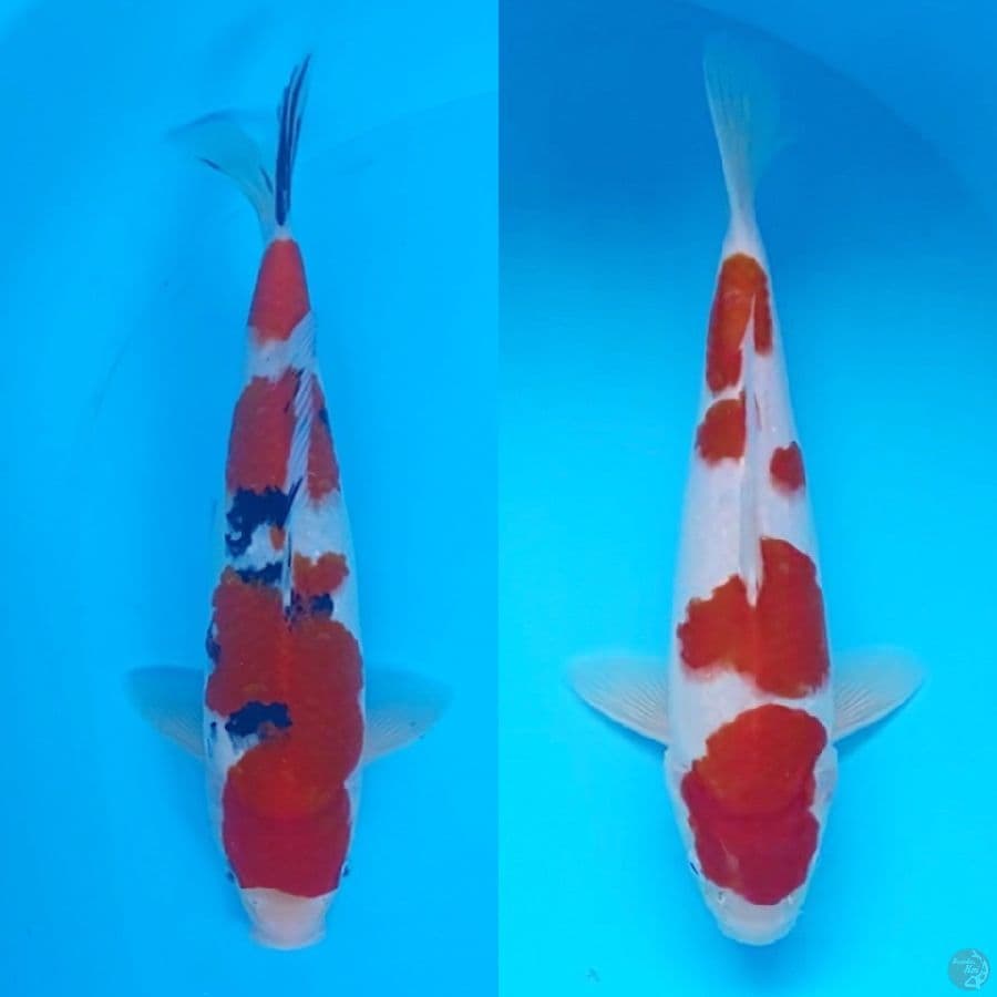 KOHAKU SANKE