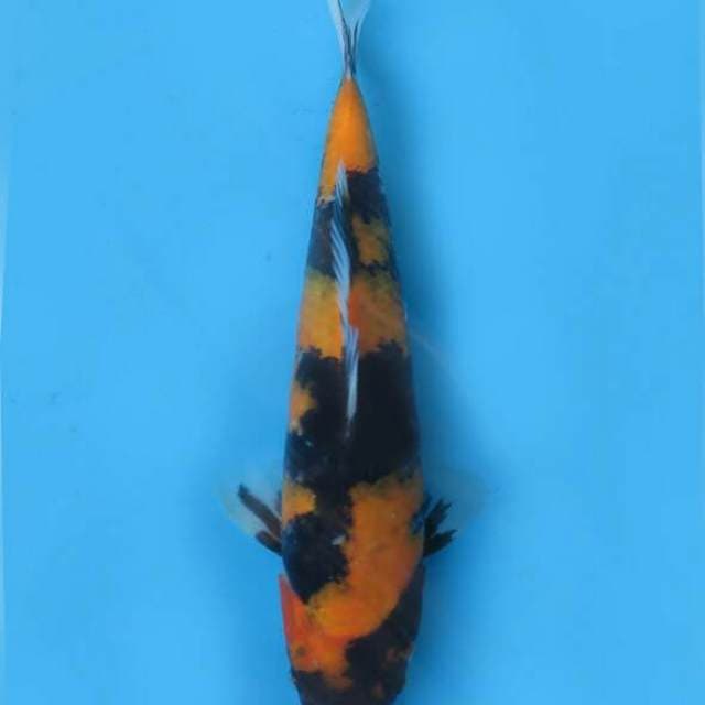 Kishowa 30 cm