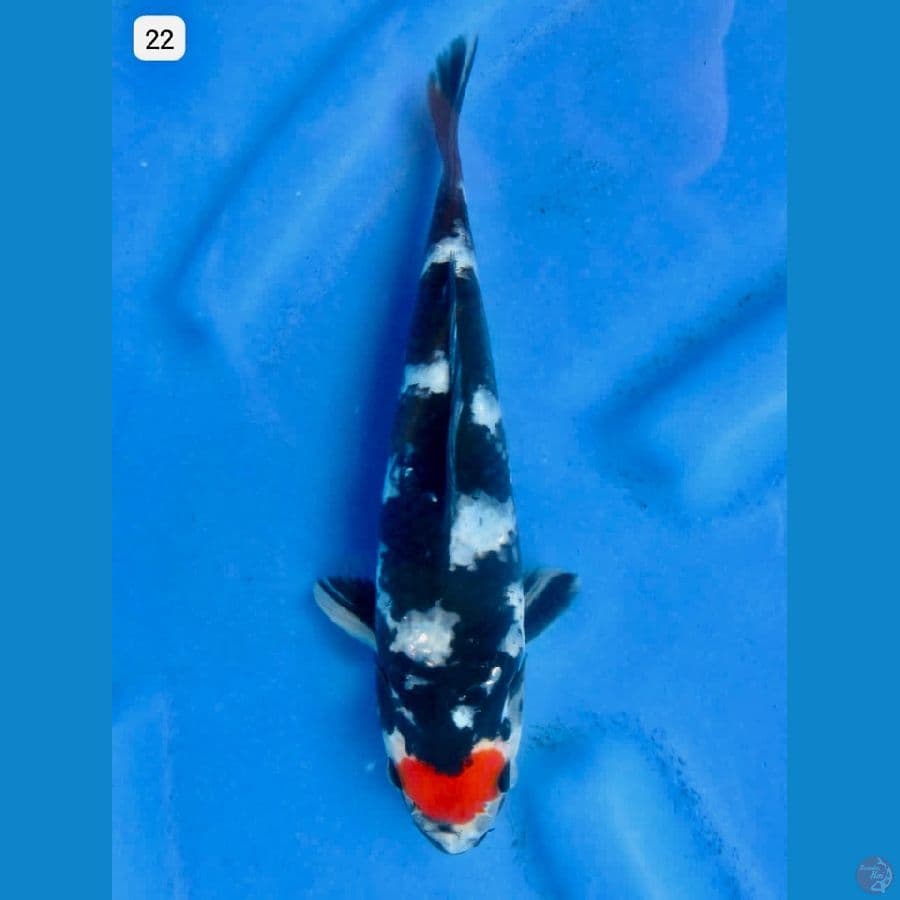 Tc showa 22cm