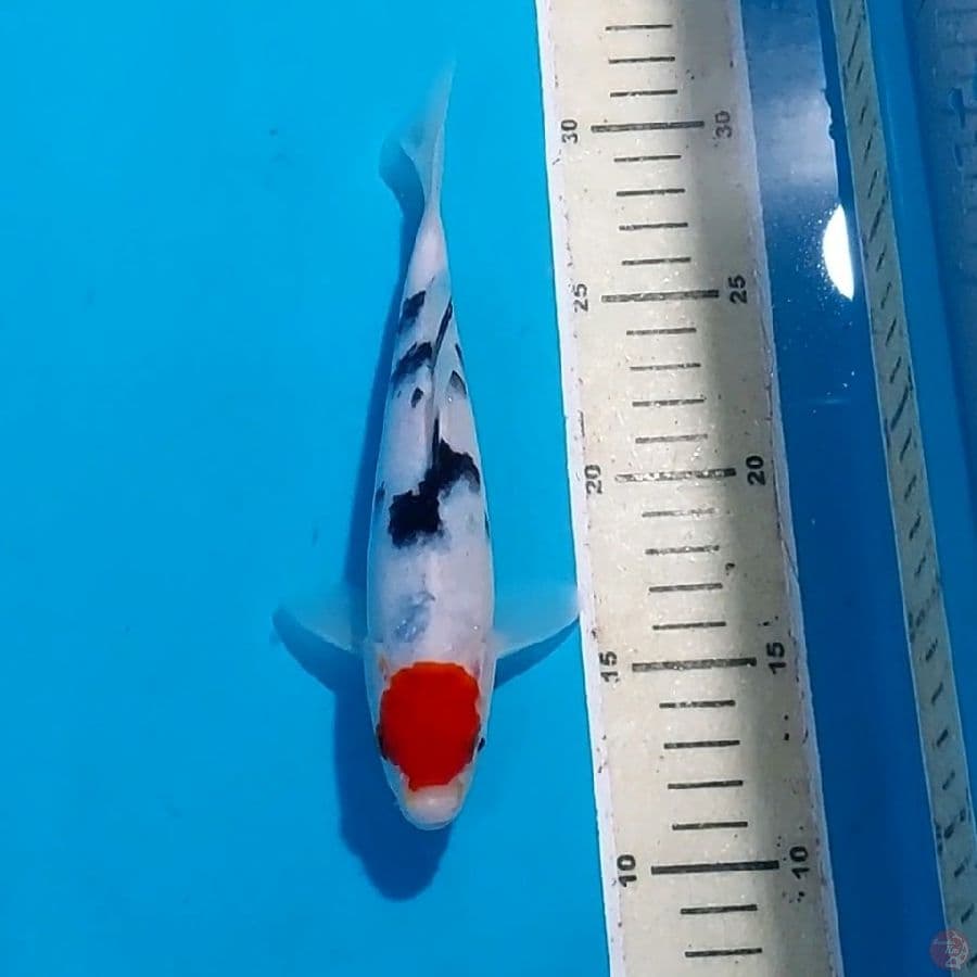 TANCHO 20 CM