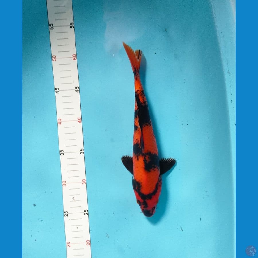 utsuri full merah (27" cm)