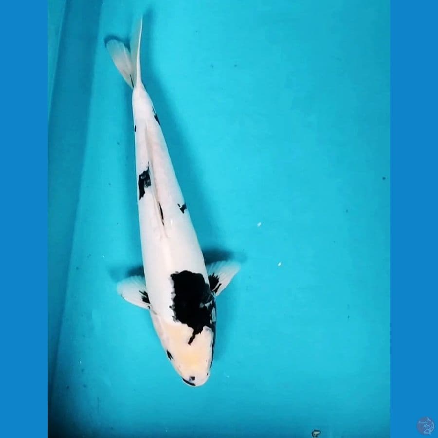 SHIRO DOIT MURNI 31CM MALE