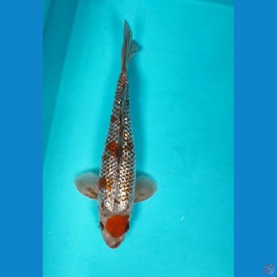 MARUTEN OCHIBA 27CM MALE