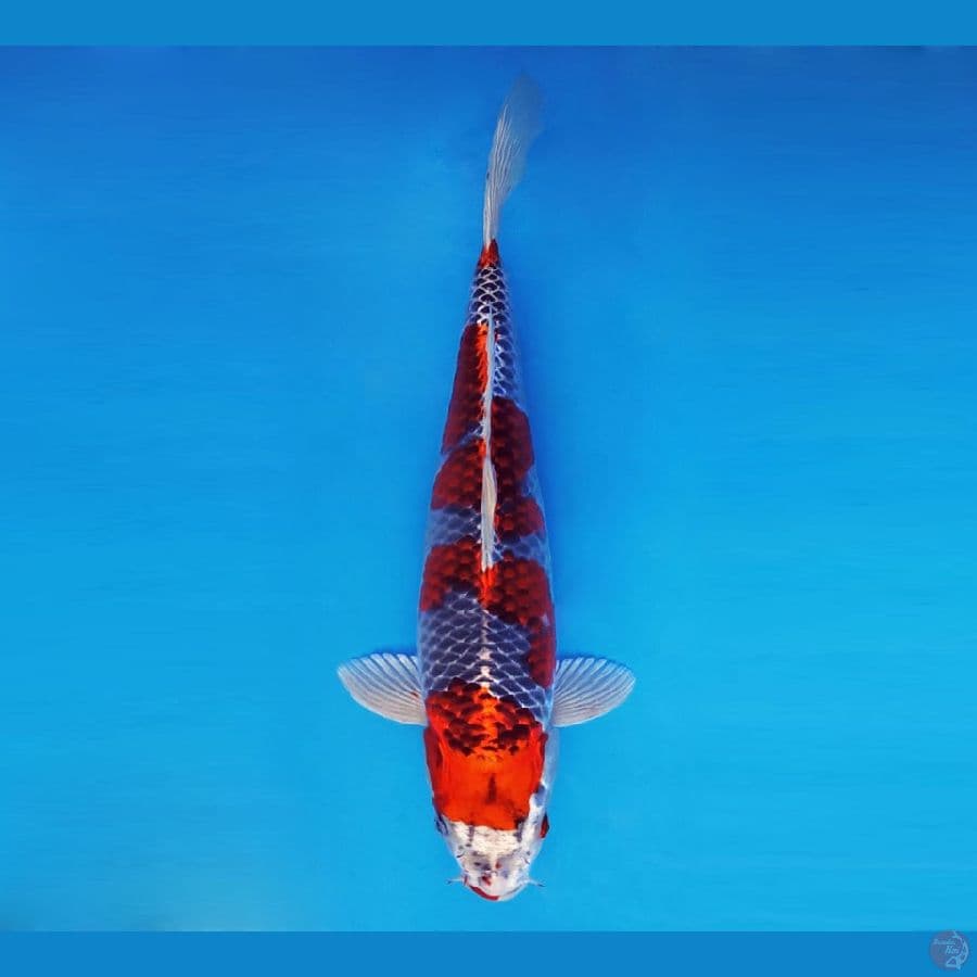 BANZAI 1(37 Cm/Male) ~ Goshiki™,-