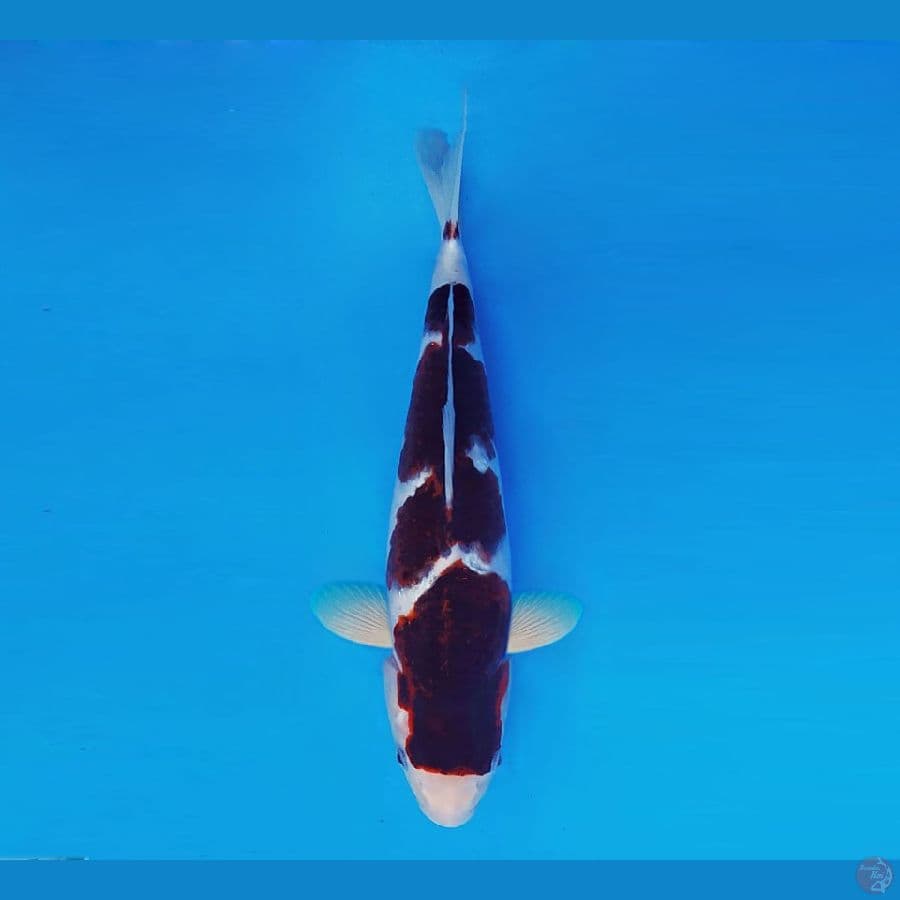 BANZAI 2 (33 Cm/male) ~ Budo Goromo™,-
