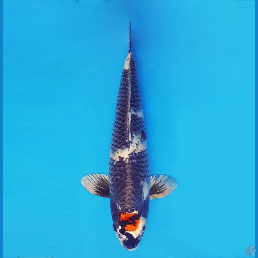 BANZAI 4 (42 Cm/male) ~ Tancho Showa Hikari™,-