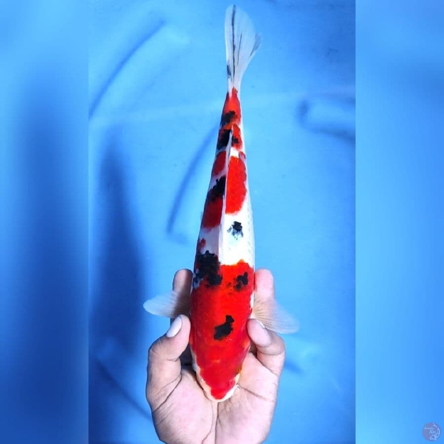 SANKE STRONG # 29CM -M