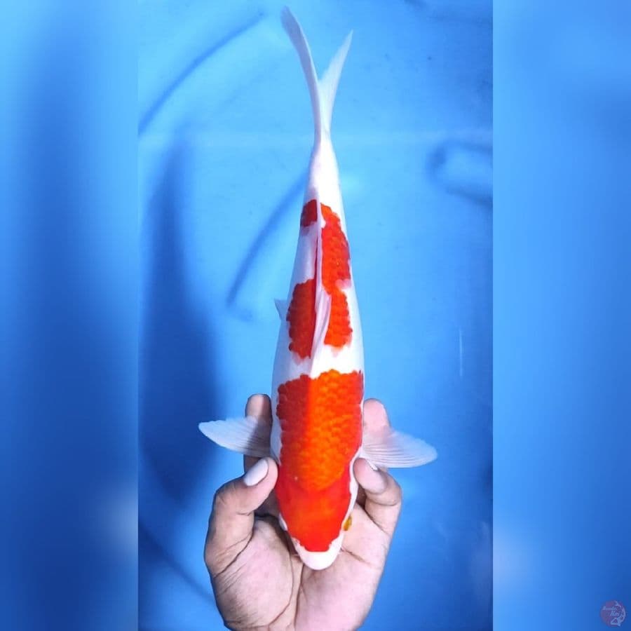 KOHAKU # 32CM - M