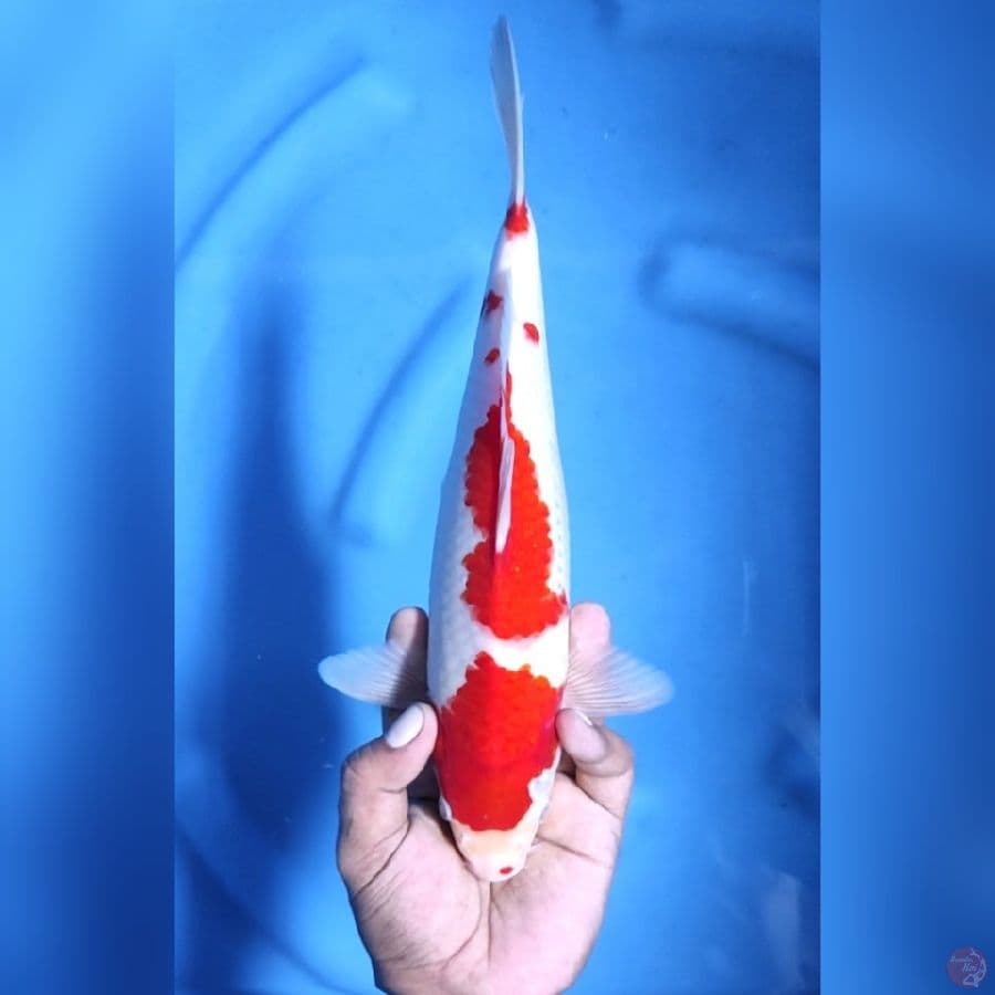 KOHAKU STRONG # 31CM - M