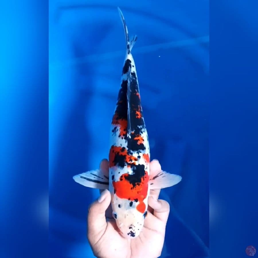 SANOE GARANG # 36CM - M