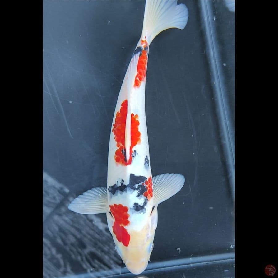 SANKE TSUBOSUMI # 25CM -M