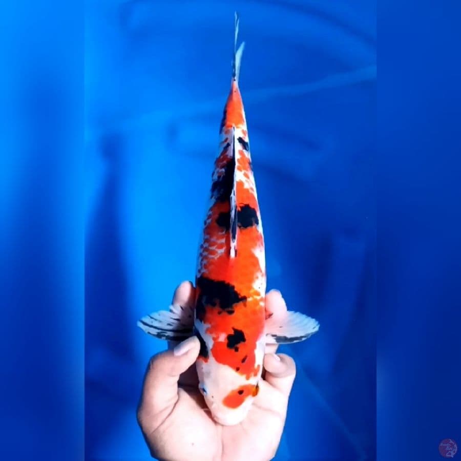 KANOKO SANKE # 32CM - M