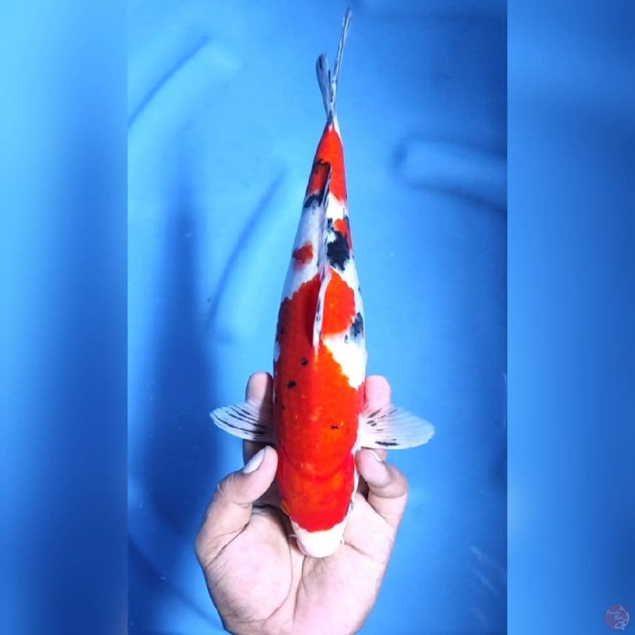 SANKE # 30CM - M