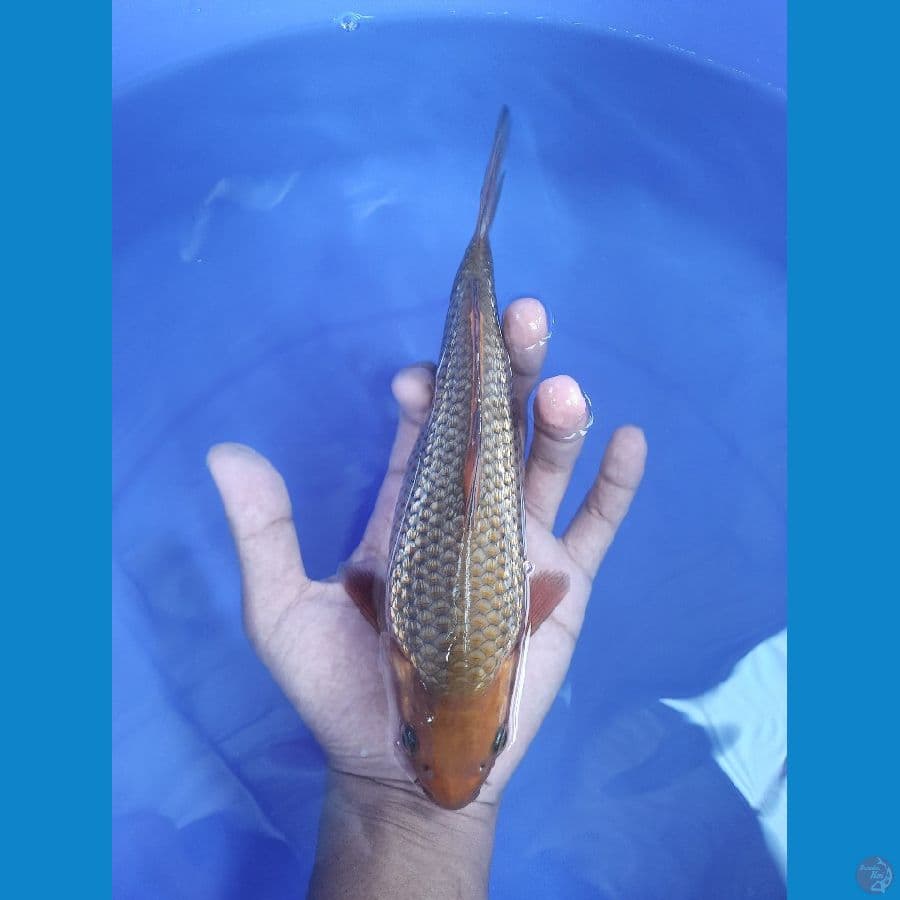chagoi 23cm