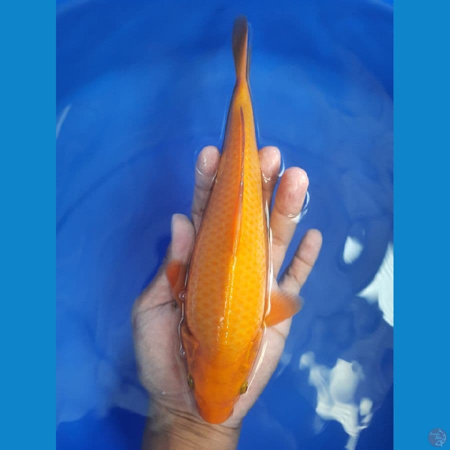 karamel 25cm