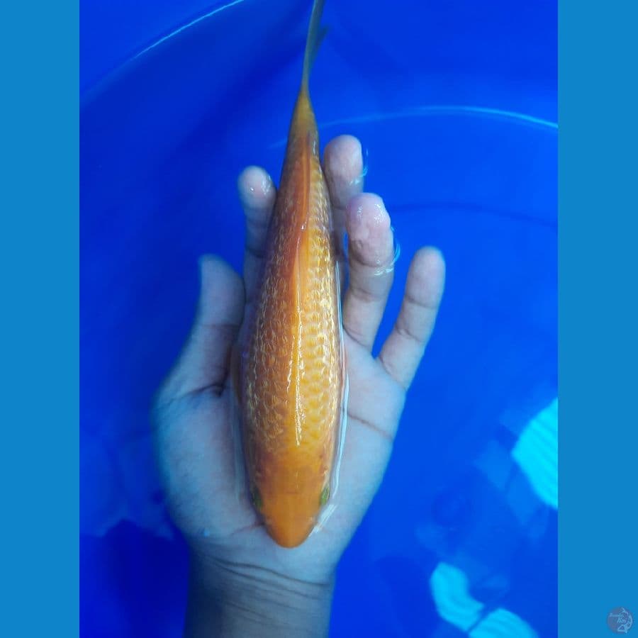 karamel 22cm