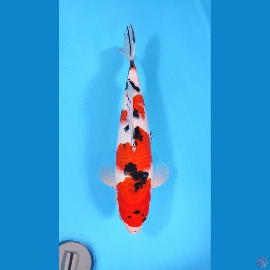 SANKE 35CM - MALE