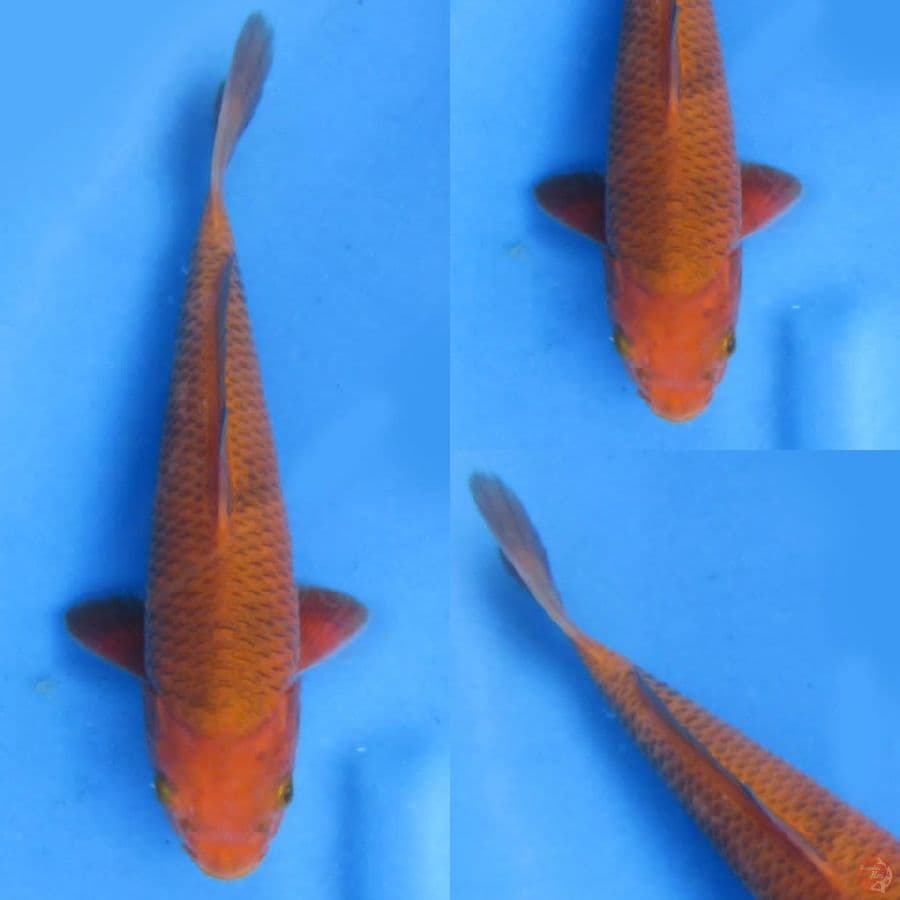 25 cm, Karamel Male