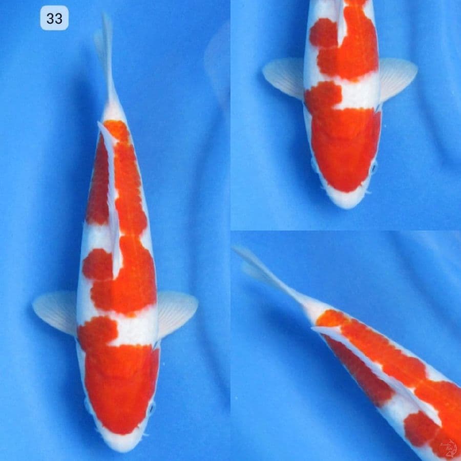 33 cm , Kohaku Merah Darah