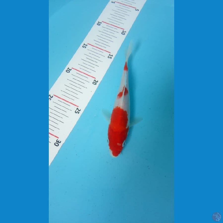 kohaku strong 3step