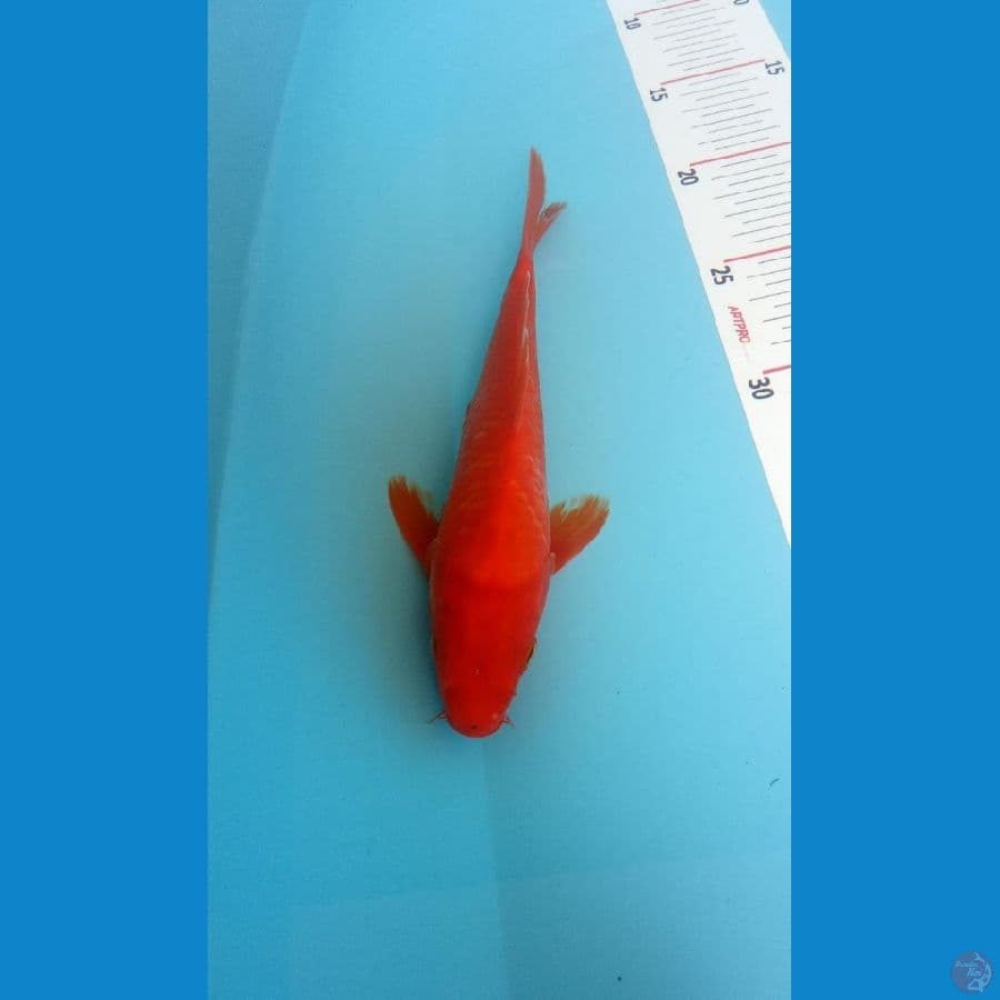 benigoi 20cm