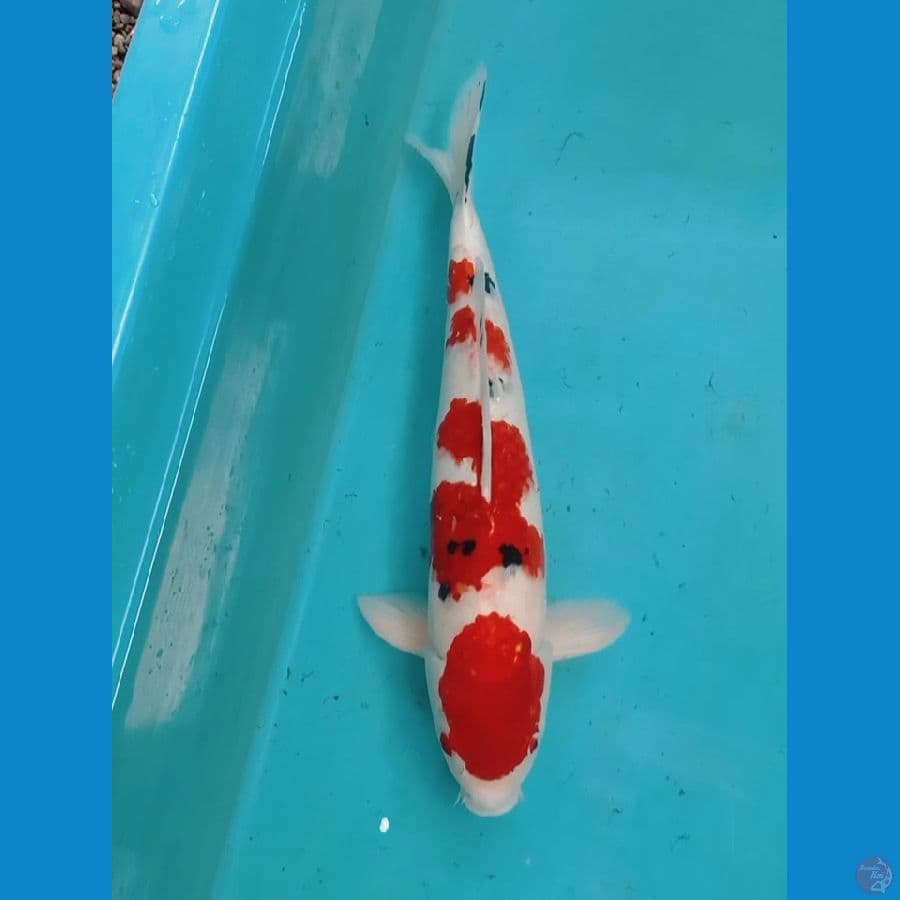Sanke 46cm