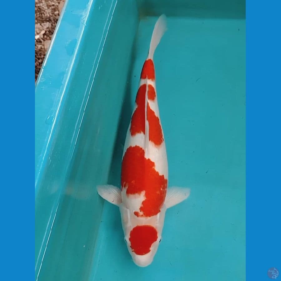 Kohaku Maruten 45cm