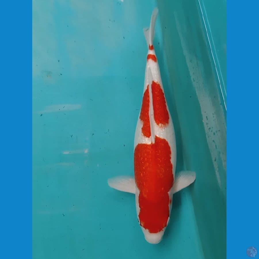 Kohaku Ginrin 45cm